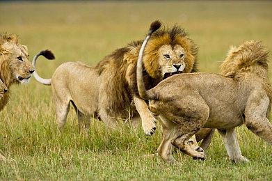 《潜水员戴夫》迎接两周年：哥斯拉DLC免费回归、新DLC首曝、夏促开启！