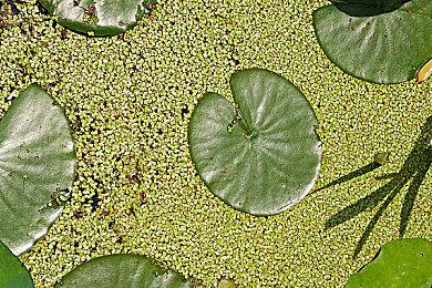 高能电玩节：《哥布林之石》试玩Demo回归 支持中文